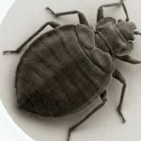 Bed Bugs