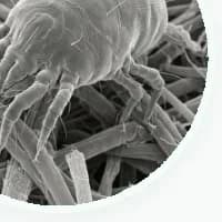 Dust Mite